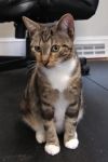 Augustine FL Tabby and Goldie Hawn Calico Kitty