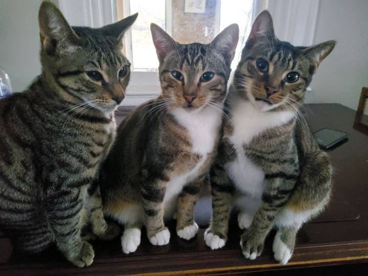 Penny Dreadful FL Tabby kitty, an adopted Tabby & Domestic Short Hair Mix in New York, NY_image-3
