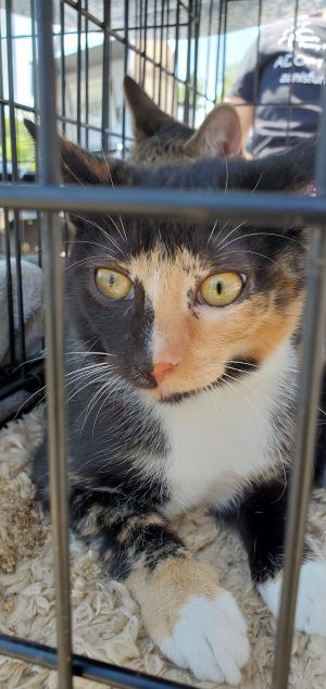 Cocoa FL Calico kitty