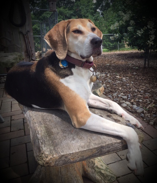 Dog For Adoption Stella A Treeing Walker Coonhound English Foxhound Mix In Boiling Springs Pa Petfinder