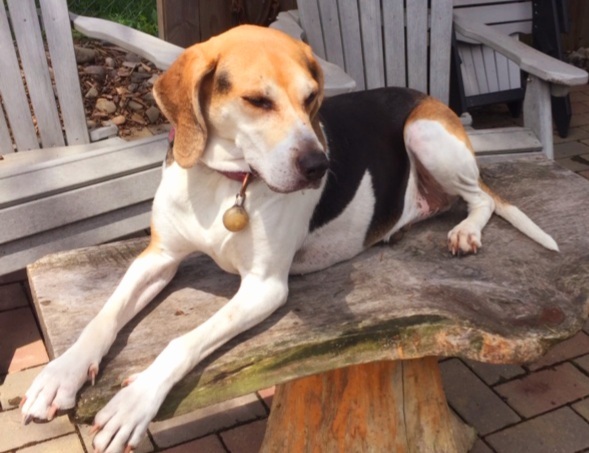 Dog For Adoption Stella A Treeing Walker Coonhound English Foxhound Mix In Boiling Springs Pa Petfinder