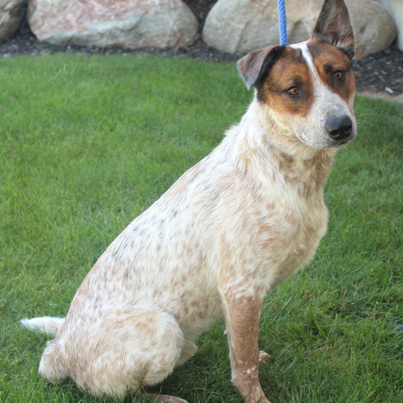 Alaric, an adoptable Australian Cattle Dog / Blue Heeler in Eaton, OH, 45320 | Photo Image 2