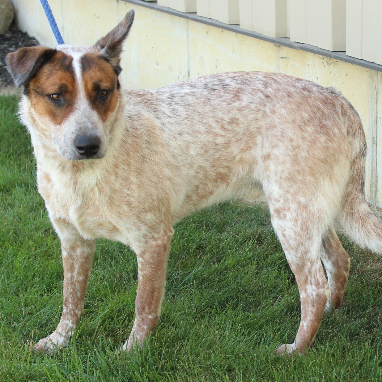 Alaric, an adoptable Australian Cattle Dog / Blue Heeler in Eaton, OH, 45320 | Photo Image 3