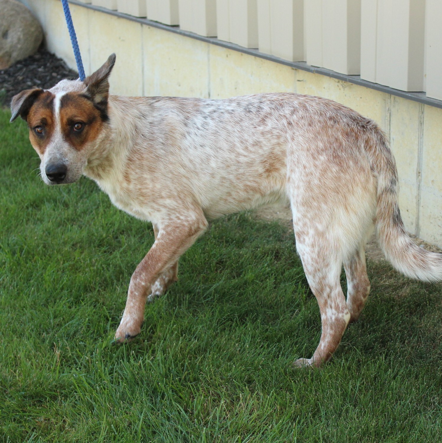 Alaric, an adoptable Australian Cattle Dog / Blue Heeler in Eaton, OH, 45320 | Photo Image 6