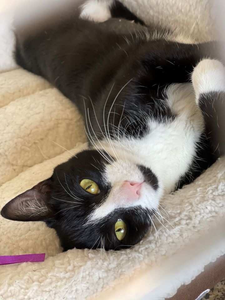 Siren, an adopted Tuxedo in Syosset, NY_image-1