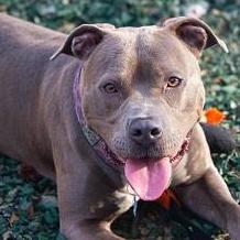 Cora, an adoptable Mixed Breed in Decatur, GA_image-2
