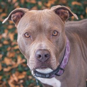 Cora, an adoptable Mixed Breed in Decatur, GA, 30035 | Photo Image 2