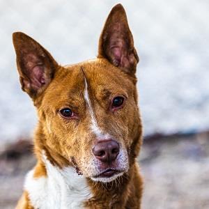 Zoomer, an adoptable Mixed Breed in Decatur, GA, 30035 | Photo Image 2