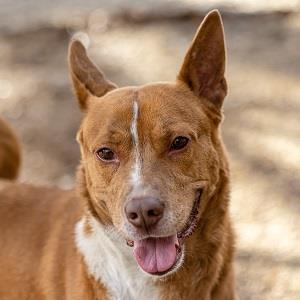 Zoomer, an adoptable Mixed Breed in Decatur, GA, 30035 | Photo Image 3