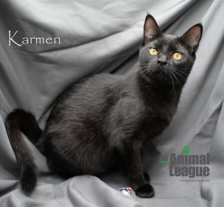 Karmen, an adoptable Domestic Short Hair Mix in Clermont, FL_image-2