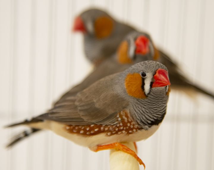 Zebra Finches Fox, Falcon, and Finch, an adopted Finch in Chicago, IL_image-2