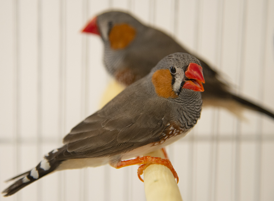 Zebra Finches Fox Falcon And Finch detail page