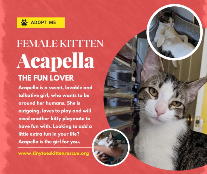 Acapella, an adopted Domestic Short Hair in Great Mills, MD_image-1