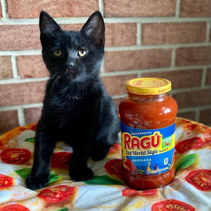 Ragu, an adopted Domestic Short Hair in Millersville, MD_image-1