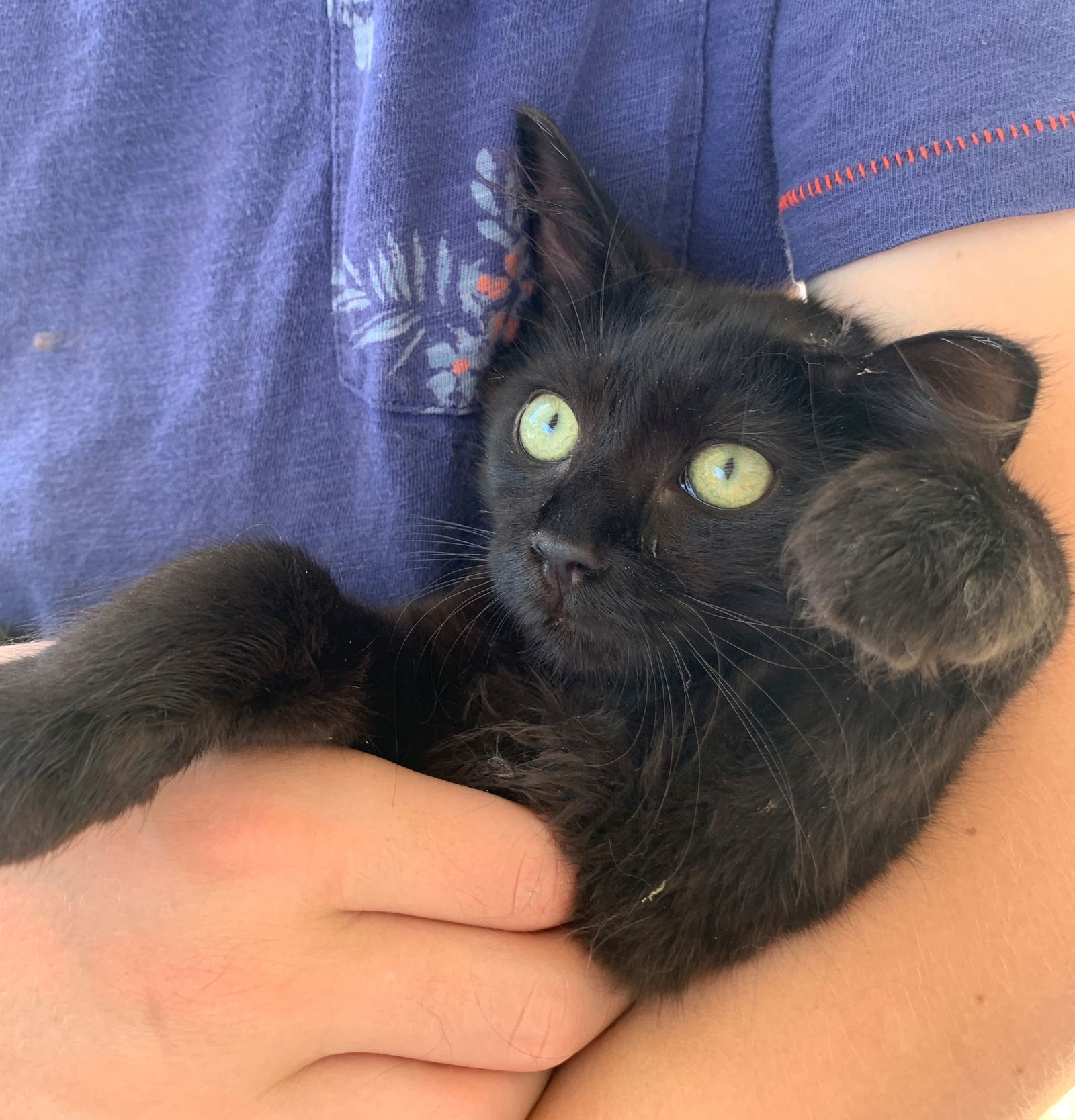 Pippin, an adoptable Domestic Medium Hair in Redding, CA, 96099 | Photo Image 1