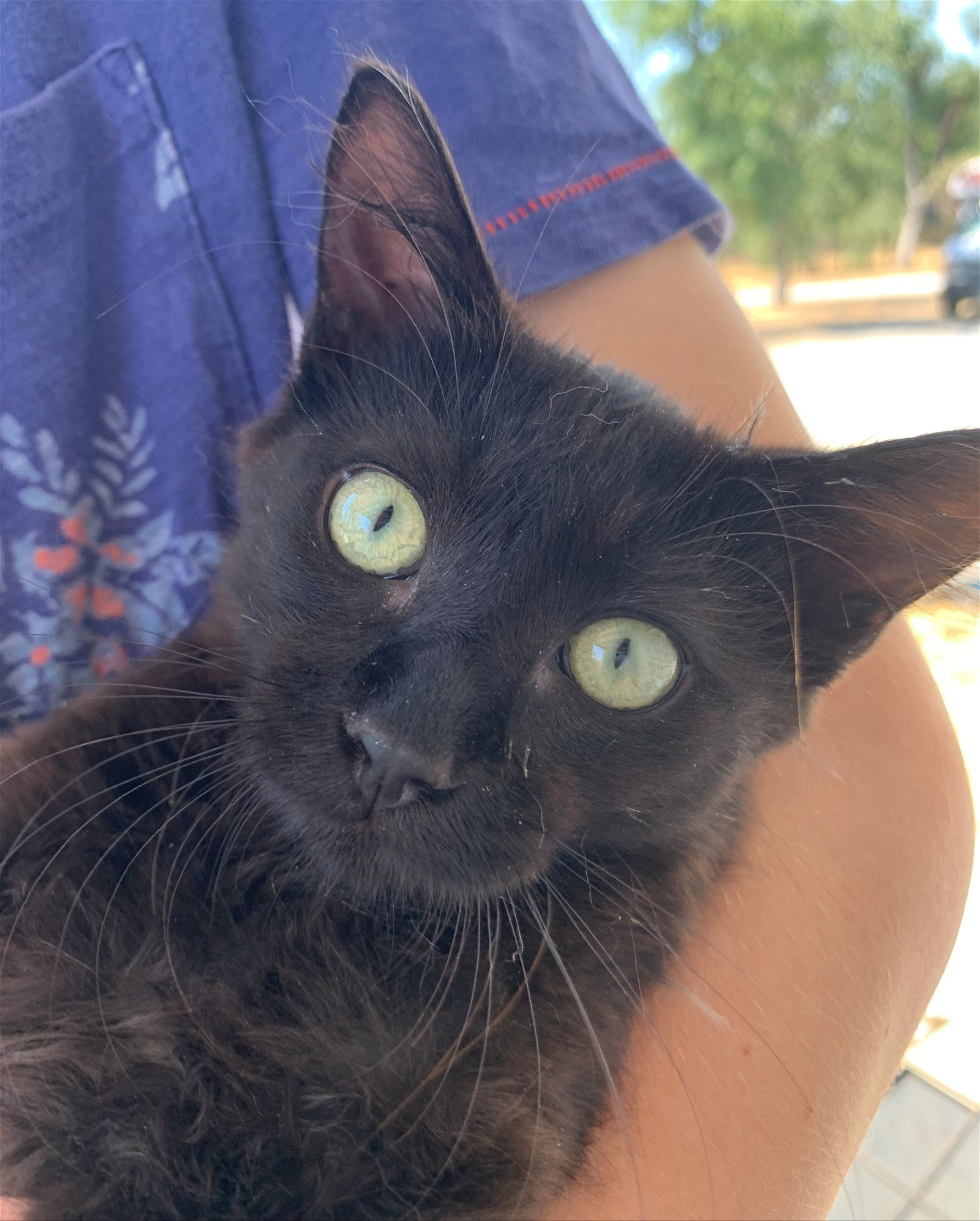 Pippin, an adoptable Domestic Medium Hair in Redding, CA, 96099 | Photo Image 2