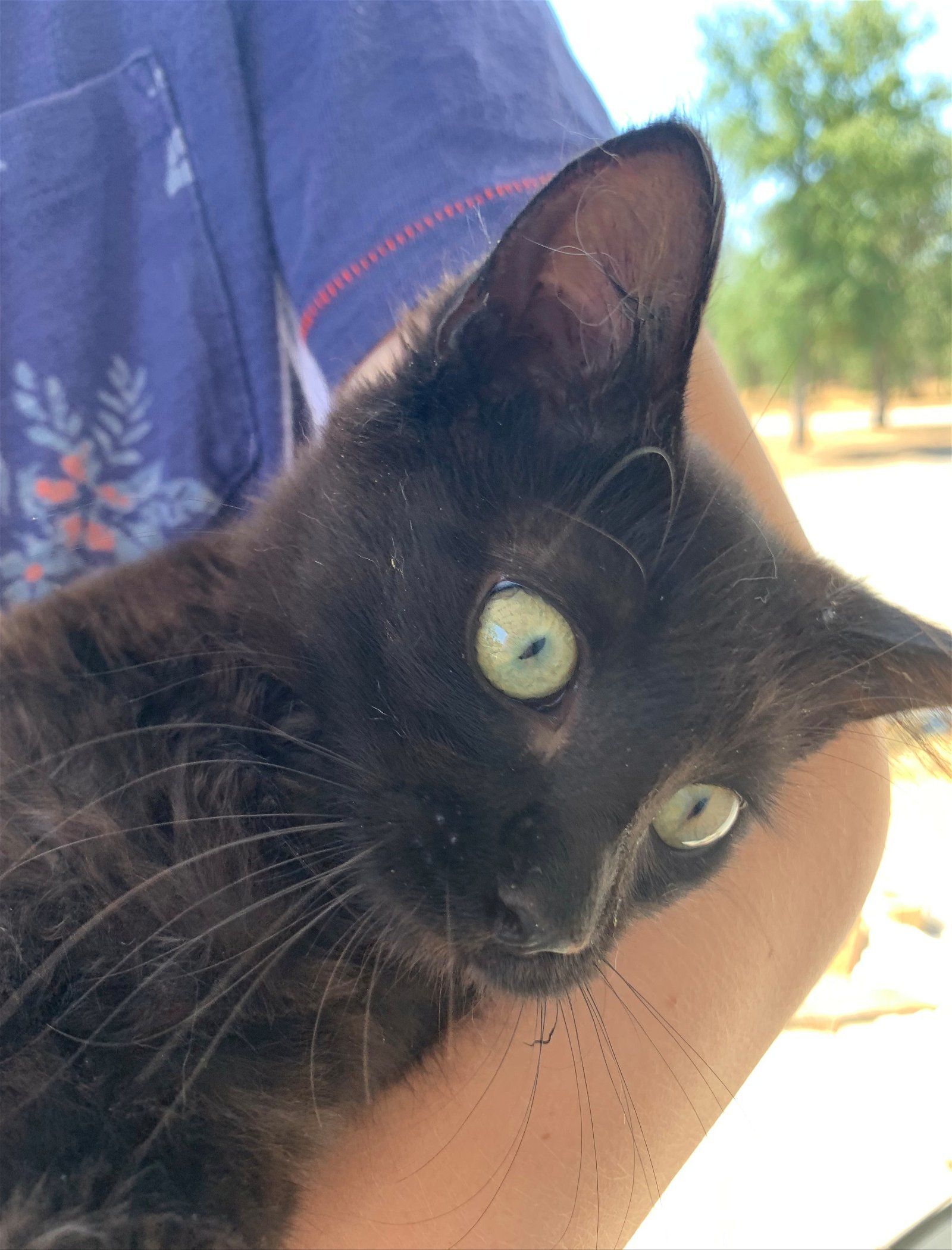 Pippin, an adoptable Domestic Medium Hair in Redding, CA, 96099 | Photo Image 3