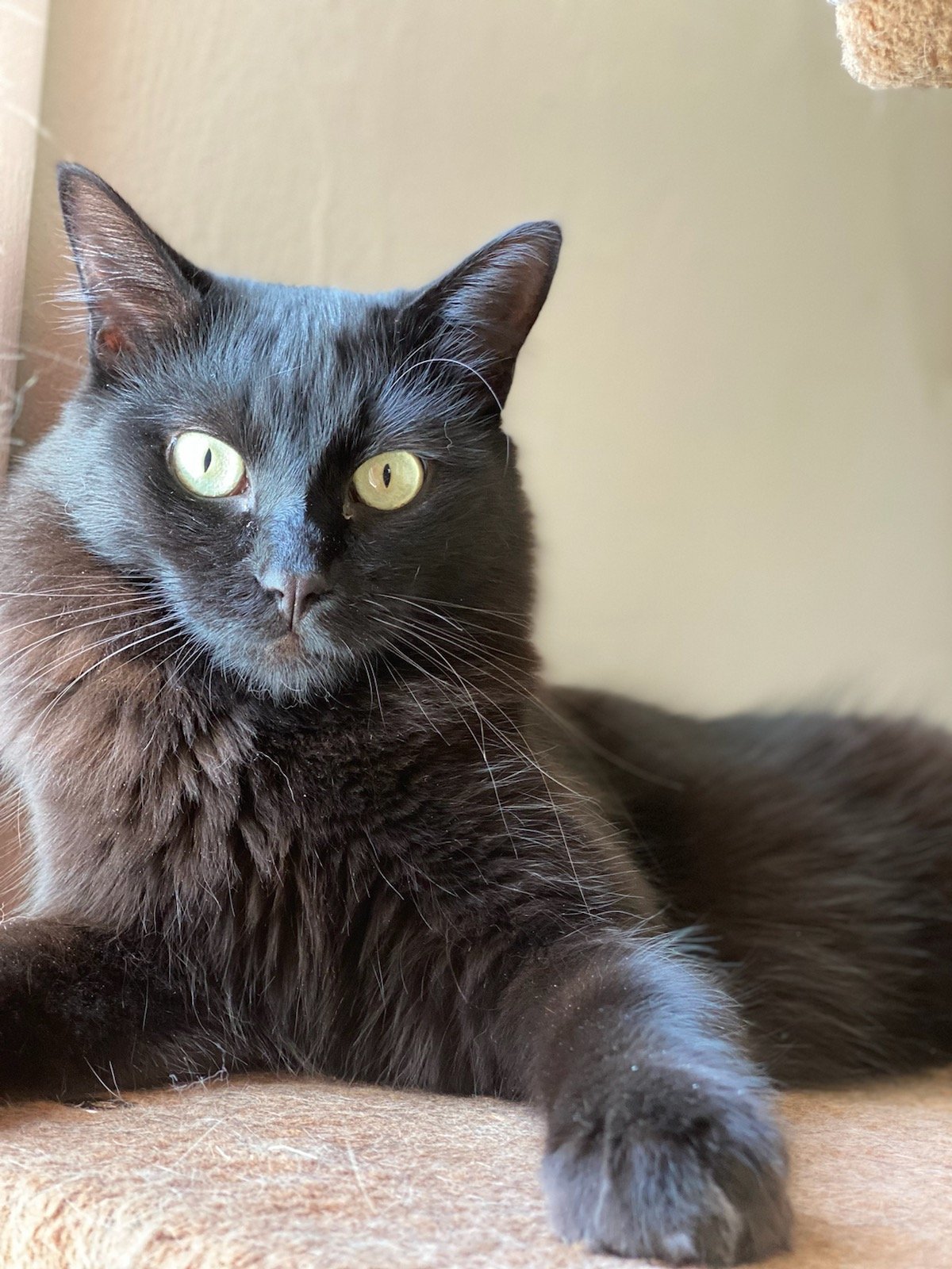 Fauna, an adoptable Domestic Medium Hair in Redding, CA, 96099 | Photo Image 1