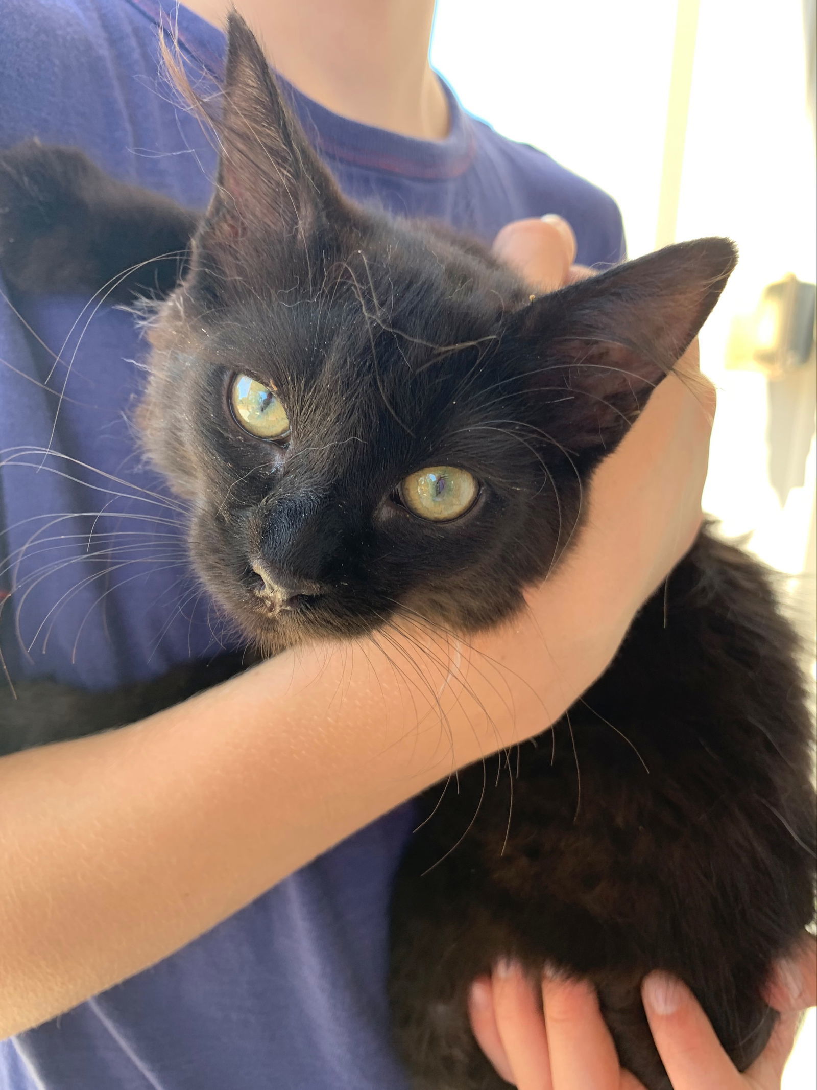 Nala, an adoptable Domestic Medium Hair in Redding, CA, 96099 | Photo Image 2