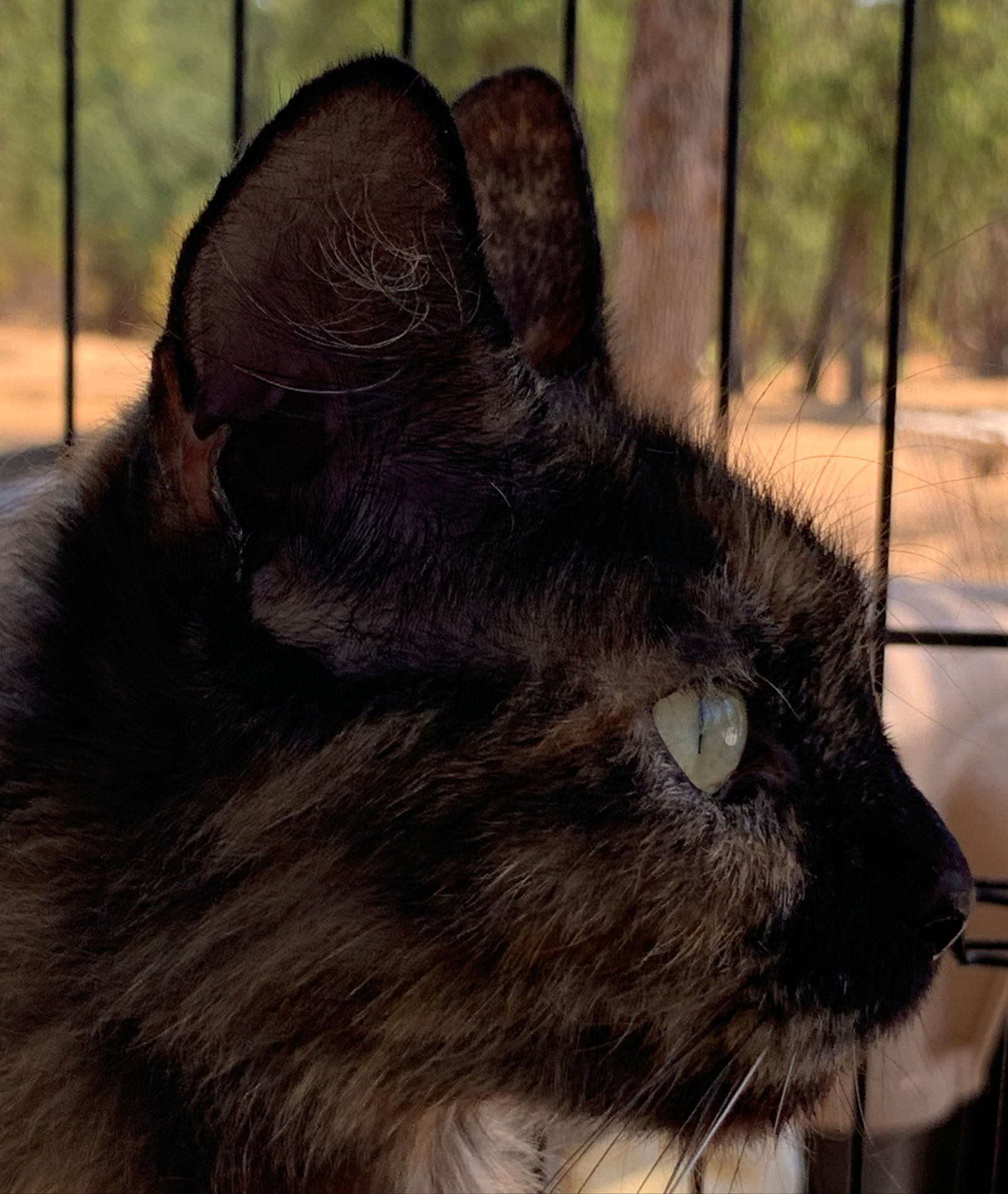 Pandora, an adoptable Domestic Medium Hair, Tortoiseshell in Redding, CA, 96099 | Photo Image 2