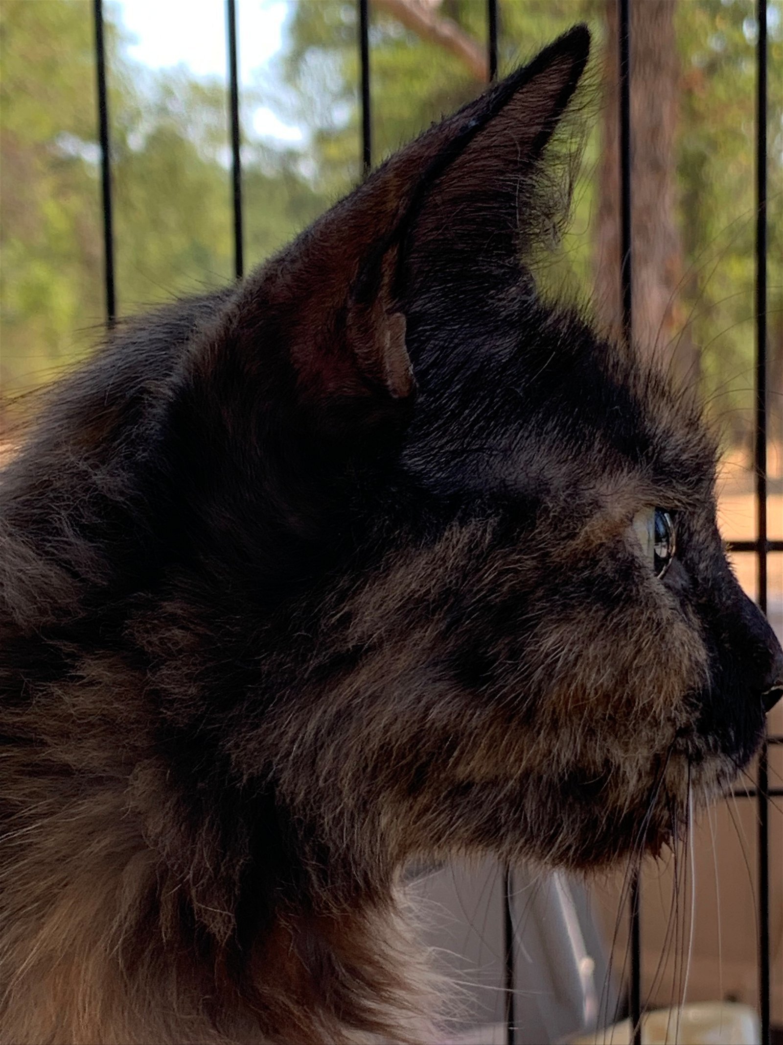 Pandora, an adoptable Domestic Medium Hair, Tortoiseshell in Redding, CA, 96099 | Photo Image 3