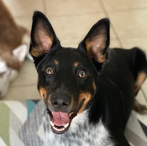 blue heeler rottweiler pitbull mix