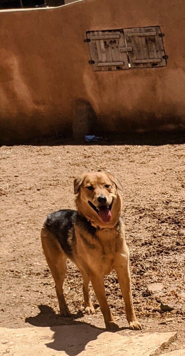 ELLA, an adoptable Shepherd in Pena Blanca, NM, 87041 | Photo Image 2