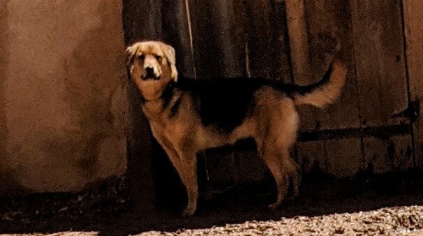 ELLA, an adoptable Shepherd in Pena Blanca, NM, 87041 | Photo Image 3