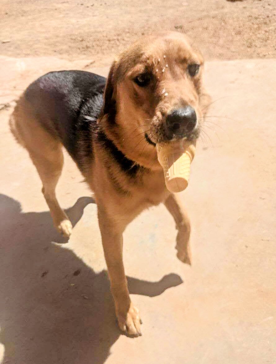 ELLA, an adoptable Shepherd in Pena Blanca, NM, 87041 | Photo Image 5