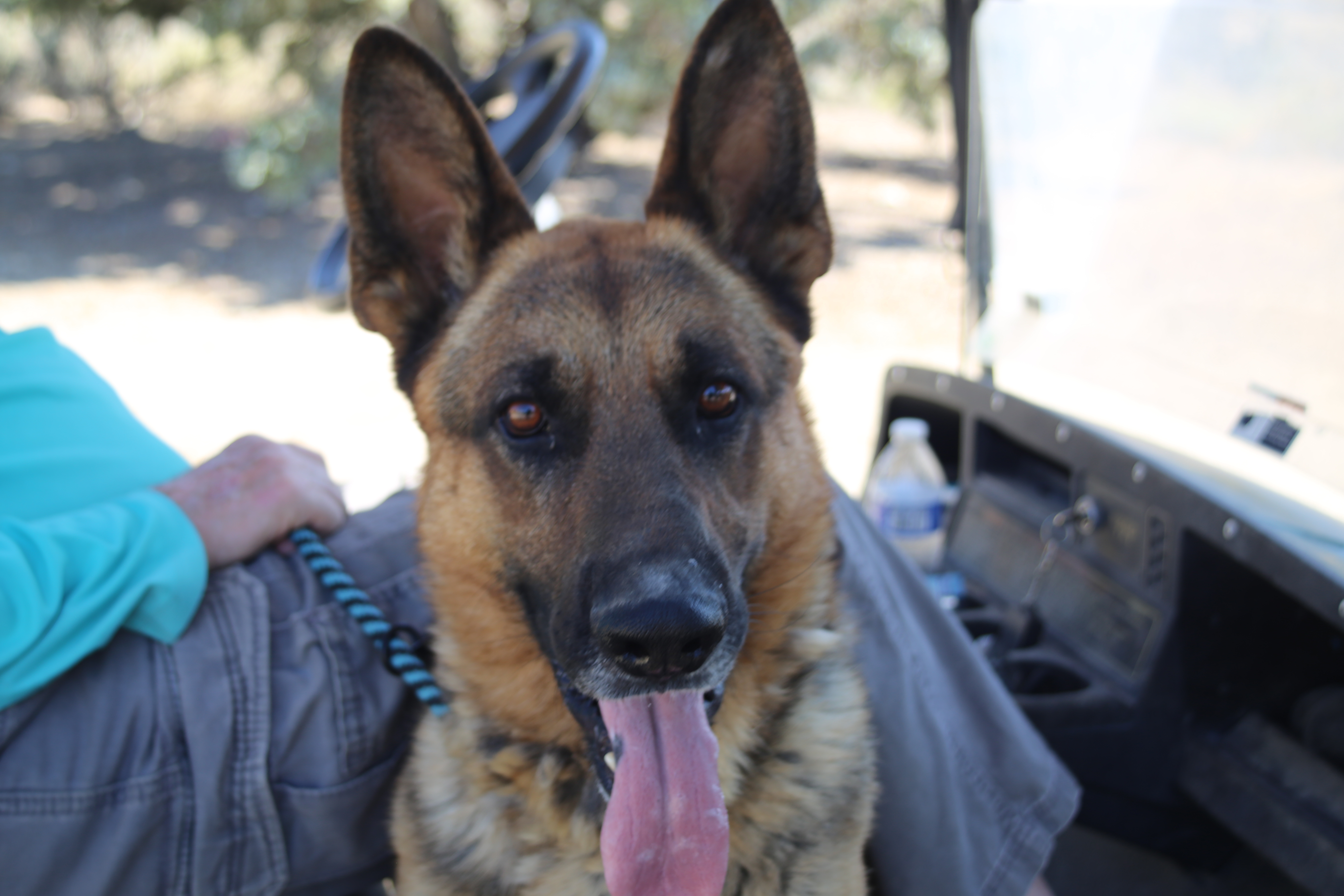 Nolan, an adoptable German Shepherd Dog in Mound House, NV, 89706 | Photo Image 1