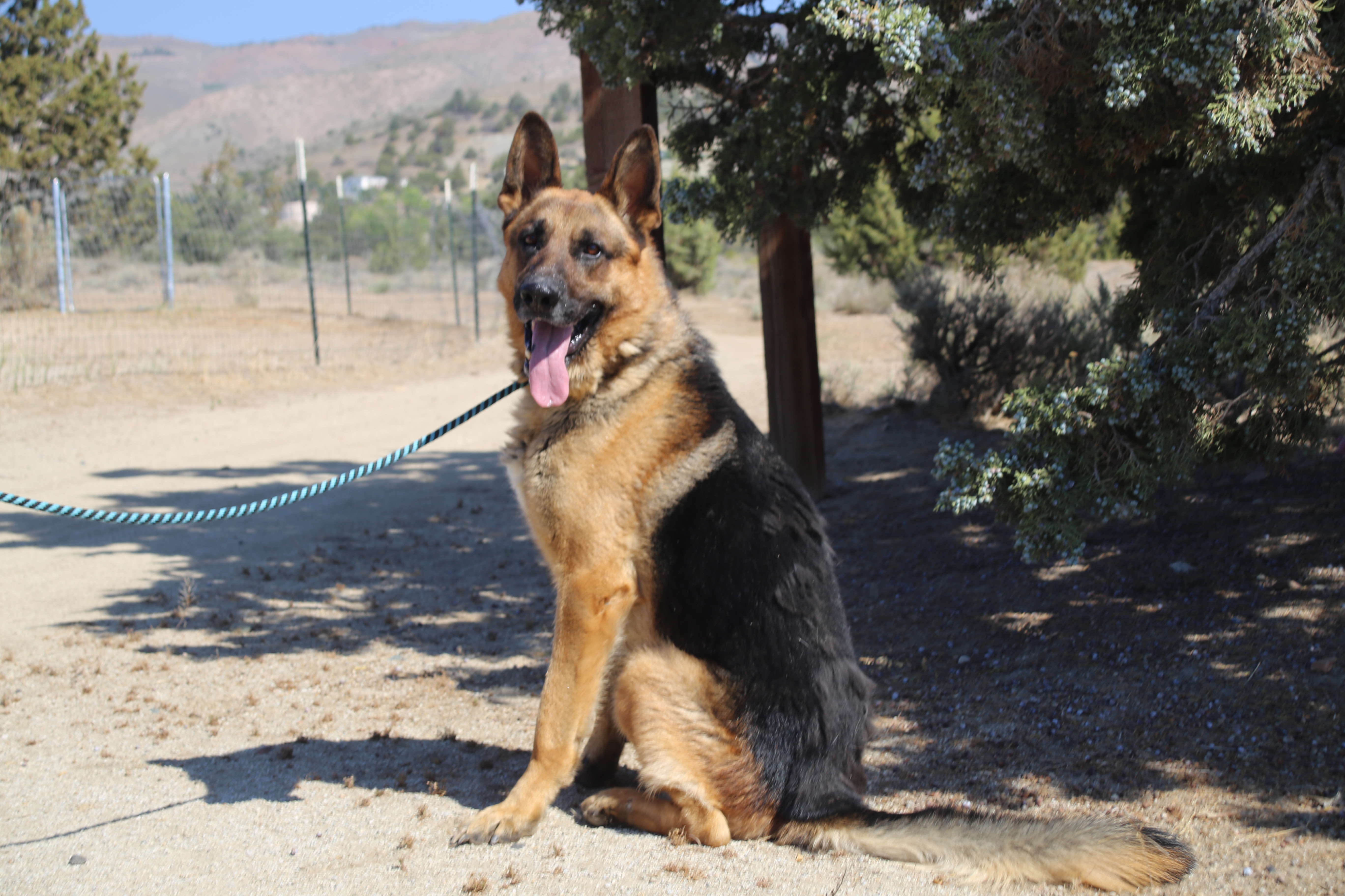 Nolan, an adoptable German Shepherd Dog in Mound House, NV, 89706 | Photo Image 2