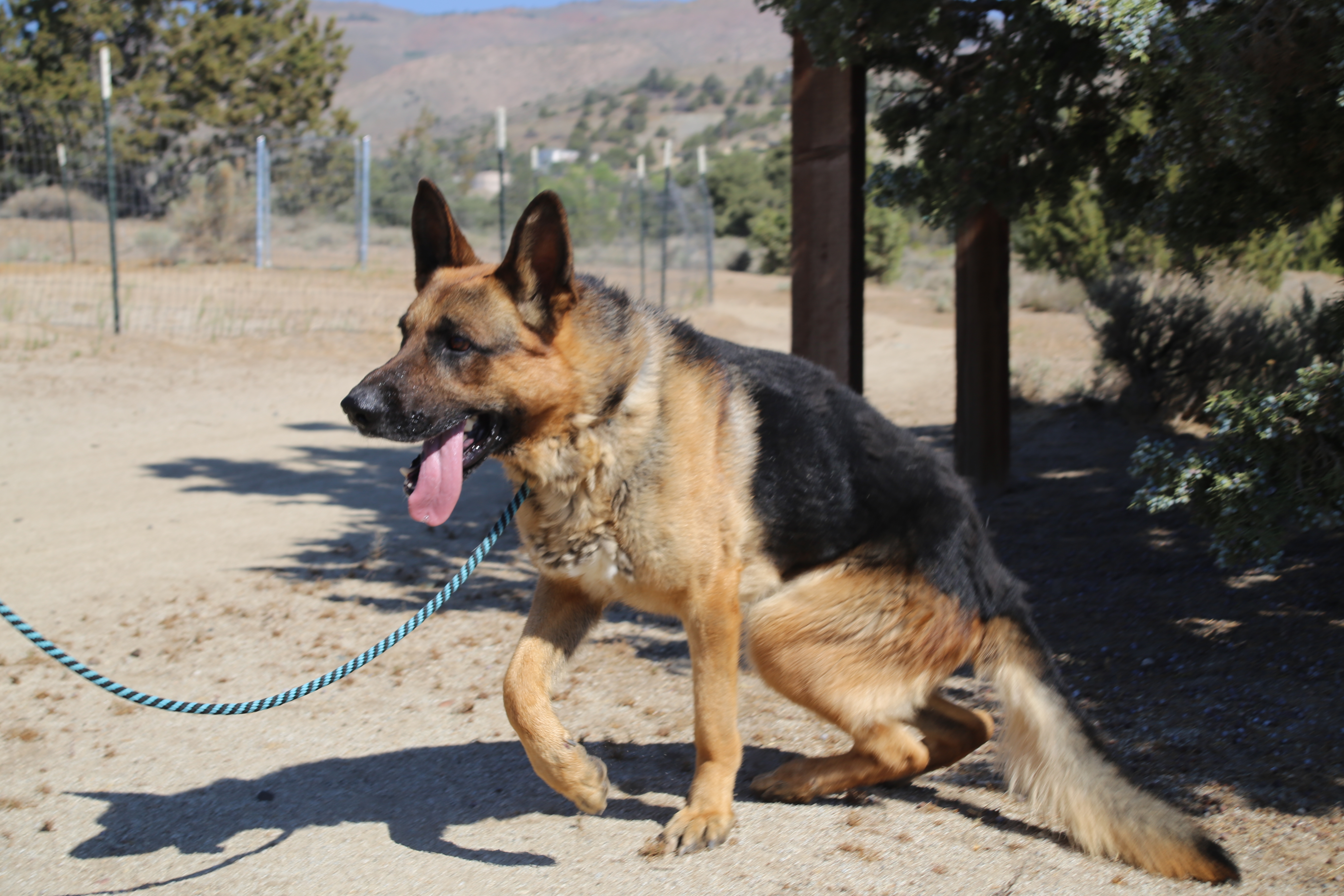 Nolan, an adoptable German Shepherd Dog in Mound House, NV, 89706 | Photo Image 3