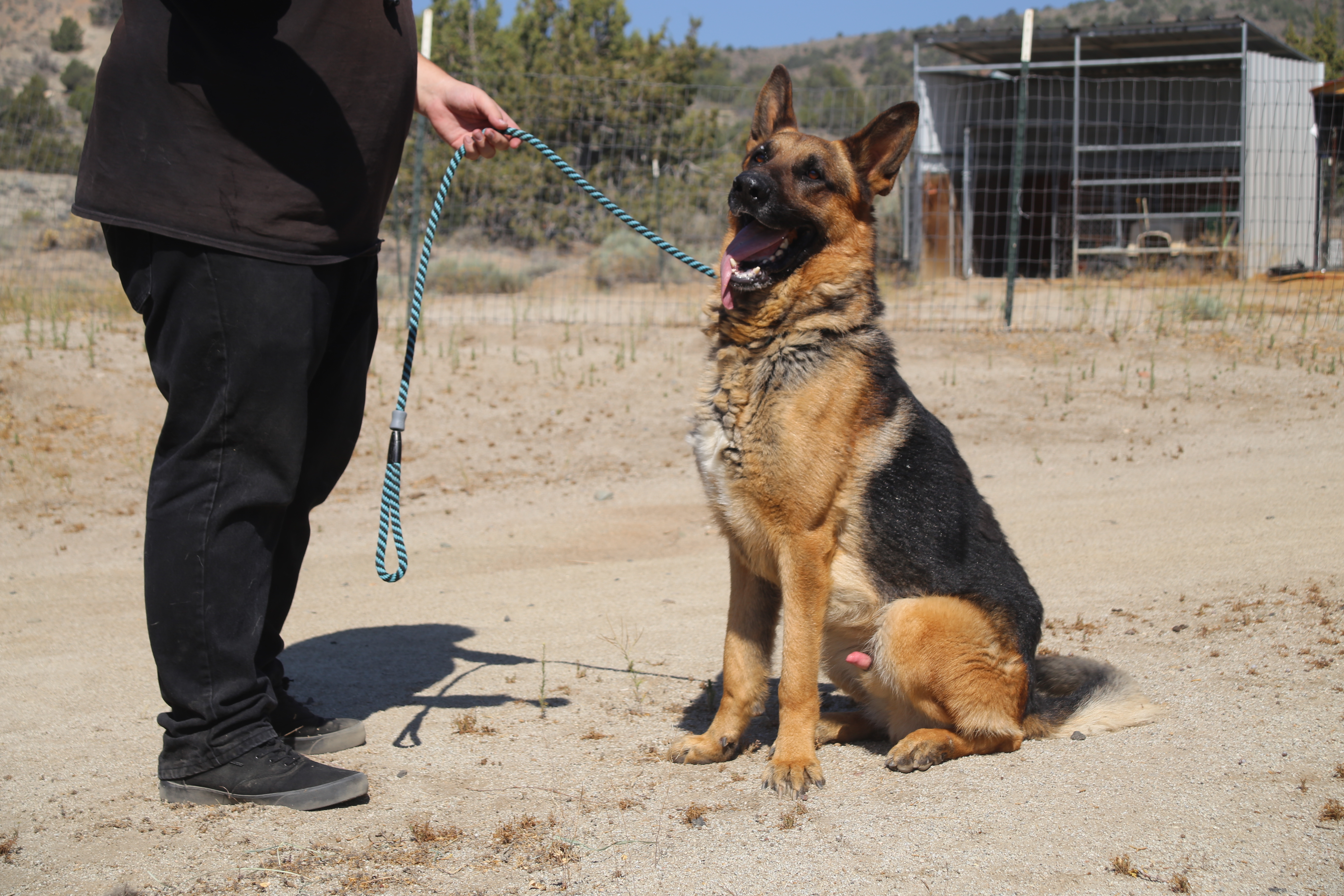 Nolan, an adoptable German Shepherd Dog in Mound House, NV, 89706 | Photo Image 4