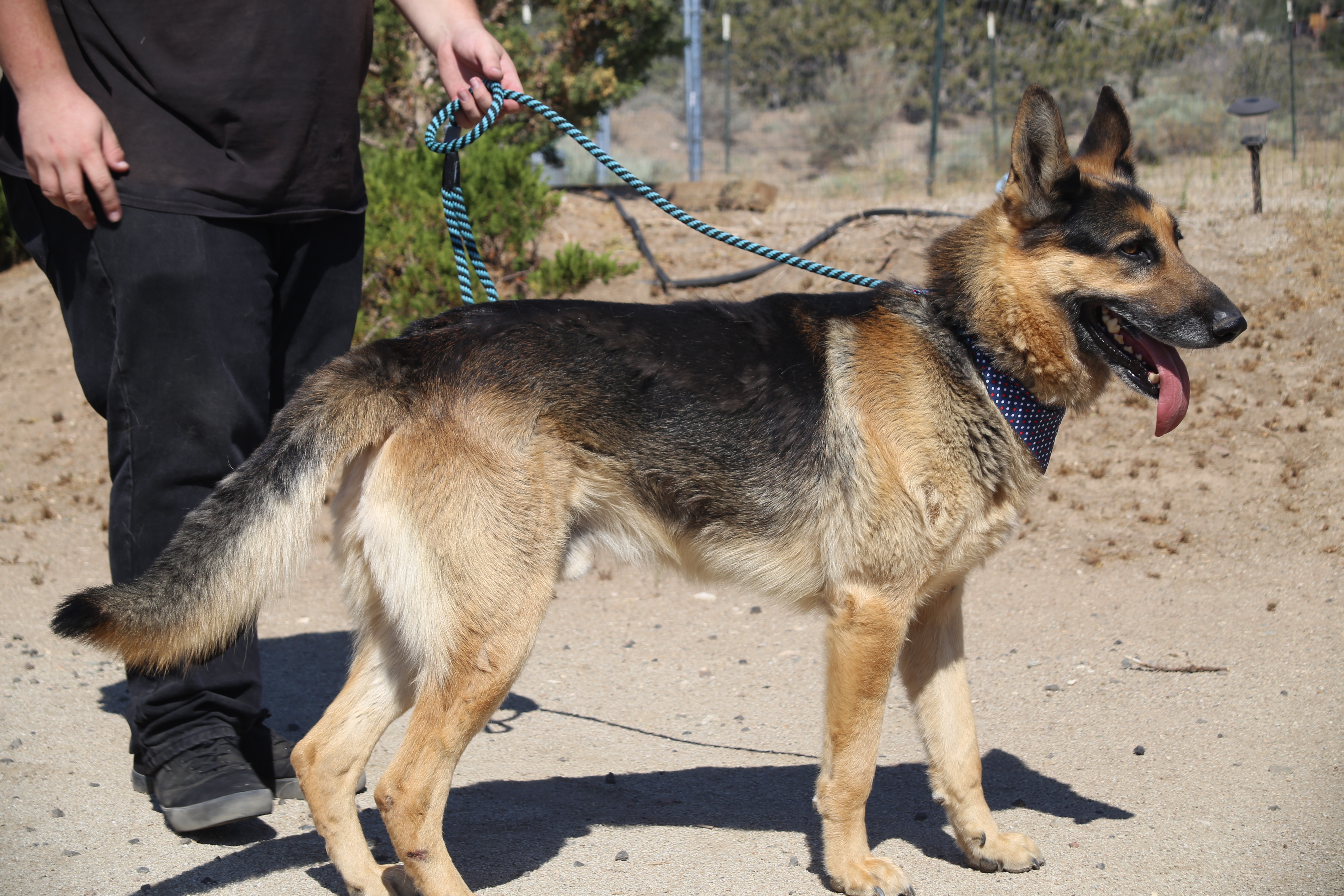 Nolan, an adoptable German Shepherd Dog in Mound House, NV, 89706 | Photo Image 5