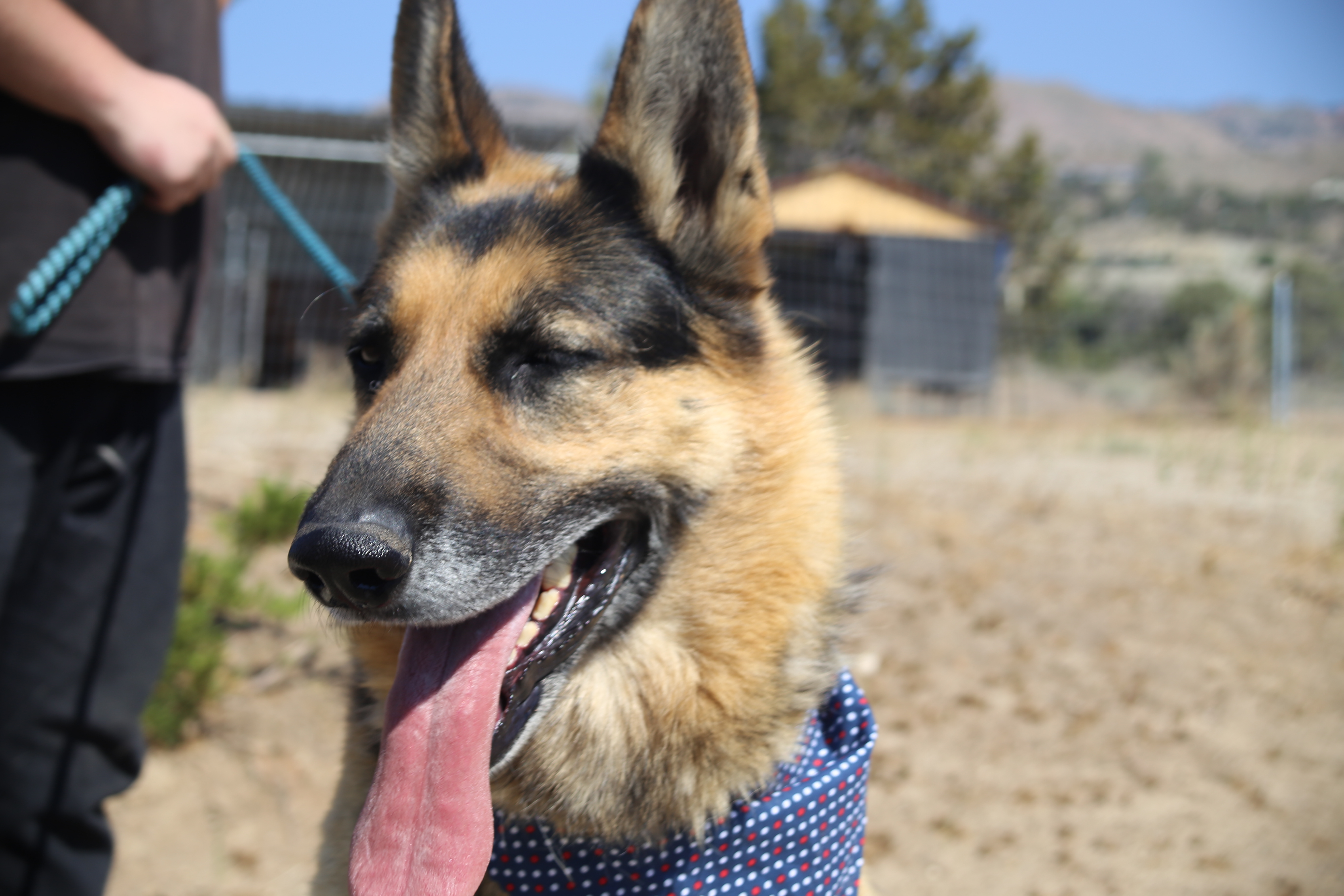 Hyde, an adoptable German Shepherd Dog in Mound House, NV, 89706 | Photo Image 1