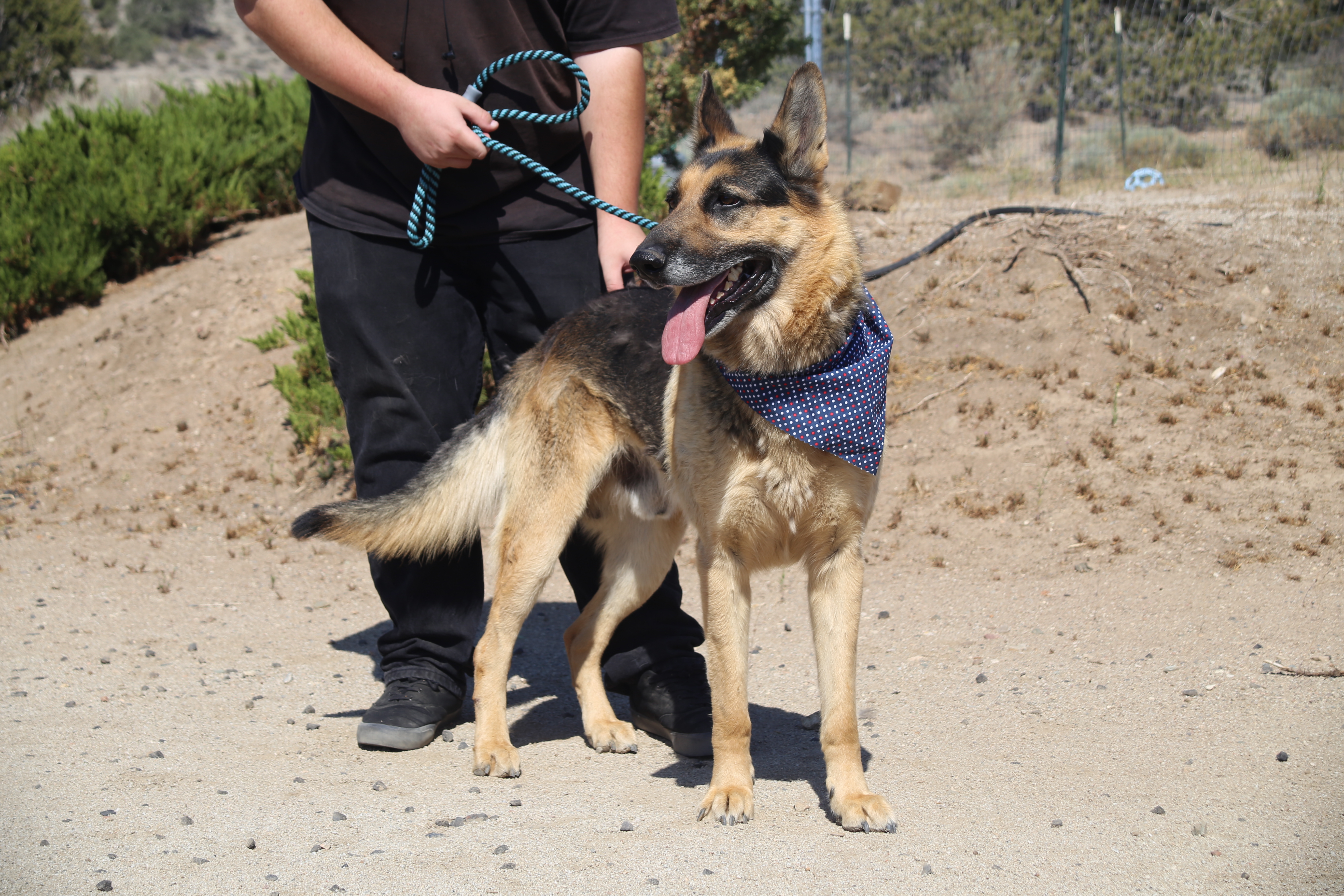 Hyde, an adoptable German Shepherd Dog in Mound House, NV, 89706 | Photo Image 2