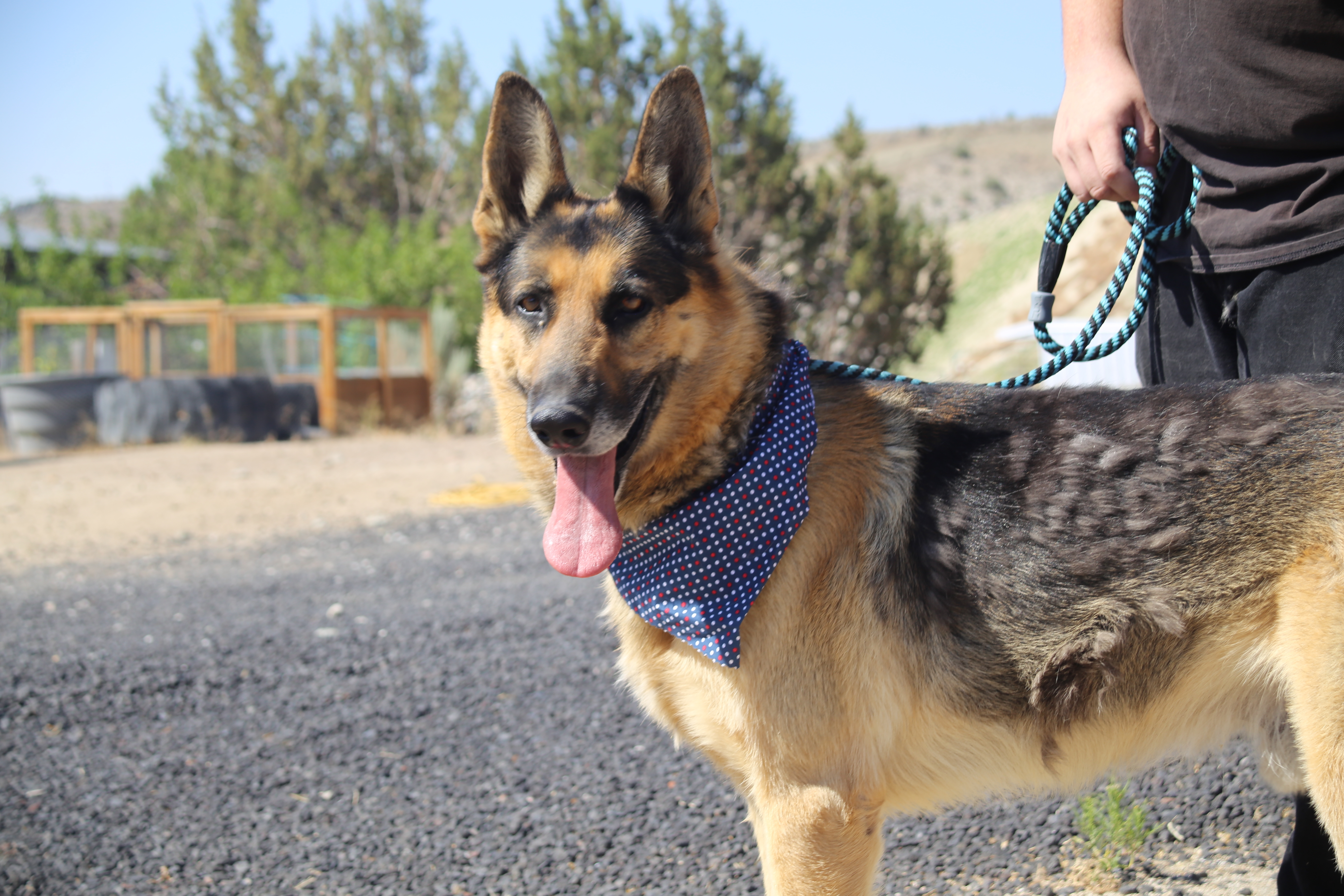 Hyde, an adoptable German Shepherd Dog in Mound House, NV, 89706 | Photo Image 4