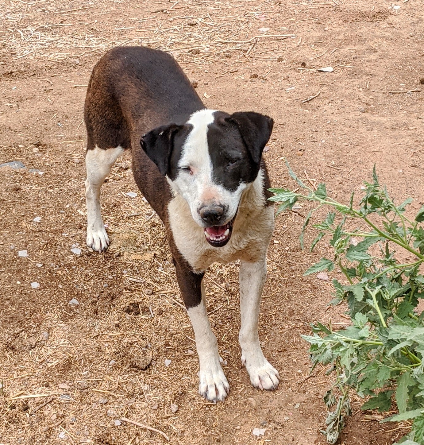 PLUTO, an adoptable Australian Shepherd in Pena Blanca, NM, 87041 | Photo Image 2