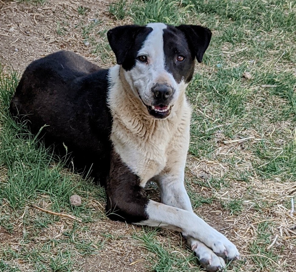 PLUTO, an adoptable Australian Shepherd in Pena Blanca, NM, 87041 | Photo Image 1