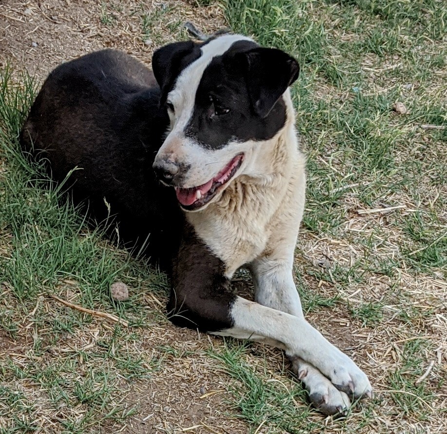 PLUTO, an adoptable Australian Shepherd in Pena Blanca, NM, 87041 | Photo Image 3