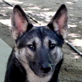 Trixie, an adoptable German Shepherd Dog, Siberian Husky in Gridley, CA, 95948 | Photo Image 2