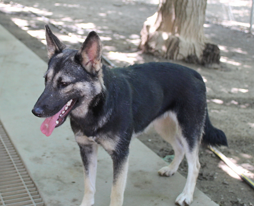 Trixie, an adoptable German Shepherd Dog, Siberian Husky in Gridley, CA, 95948 | Photo Image 3