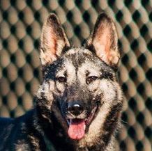 Trixie, an adoptable German Shepherd Dog, Siberian Husky in Gridley, CA, 95948 | Photo Image 1