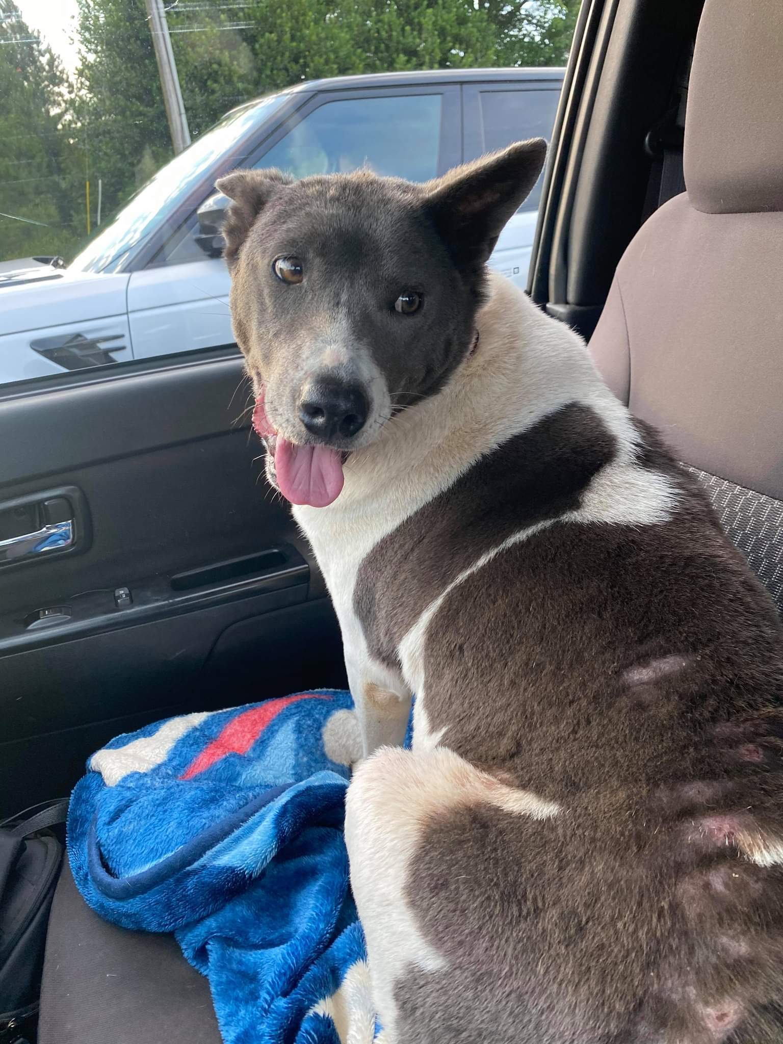 Gabby - Resident Angel (Permanent Sanctuary Foster), an adoptable Terrier, Shar-Pei in Quentin, PA, 17083 | Photo Image 2