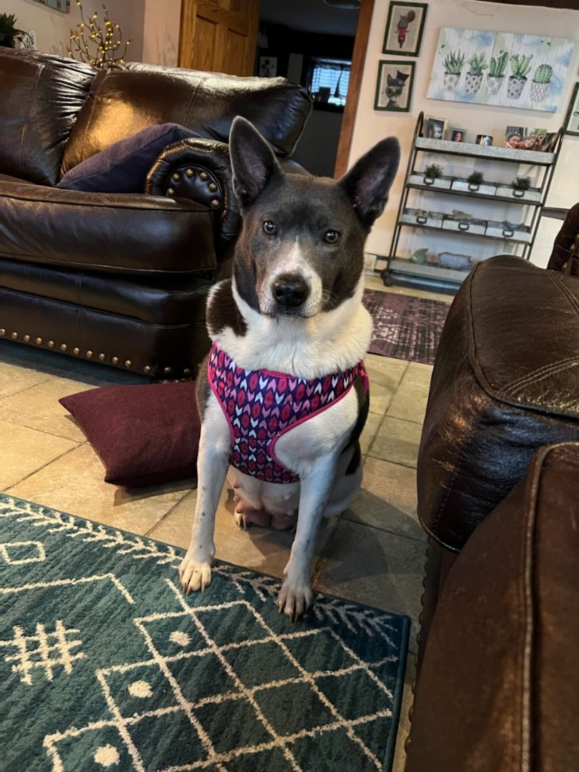 Gabby - Resident Angel (Permanent Sanctuary Foster), an adoptable Terrier, Shar-Pei in Quentin, PA, 17083 | Photo Image 1