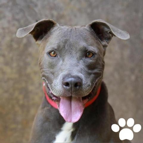 Poi, an adoptable American Staffordshire Terrier in Lihue, HI, 96766 | Photo Image 1
