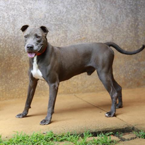 Poi, an adoptable American Staffordshire Terrier in Lihue, HI, 96766 | Photo Image 5