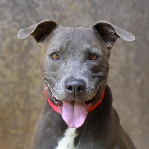 Poi, an adoptable American Staffordshire Terrier in Lihue, HI, 96766 | Photo Image 6