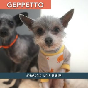 Geppetto