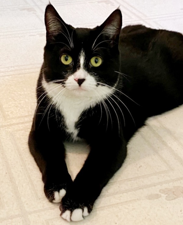 Tucker-PLAYFUL!, an adoptable Tuxedo & Domestic Short Hair Mix in Berlin, CT_image-3